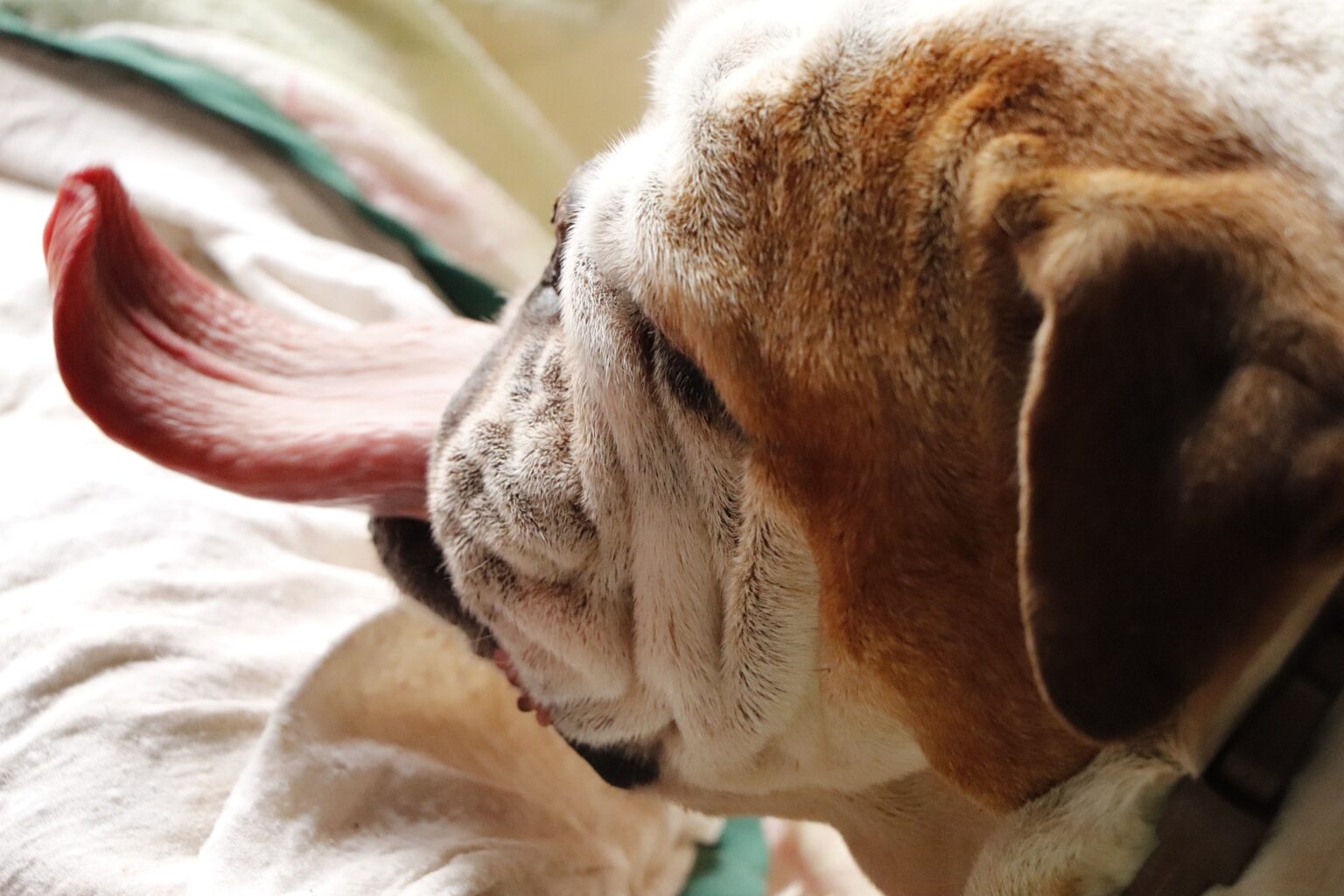 Bulldog side view of head with long tongue sticking out