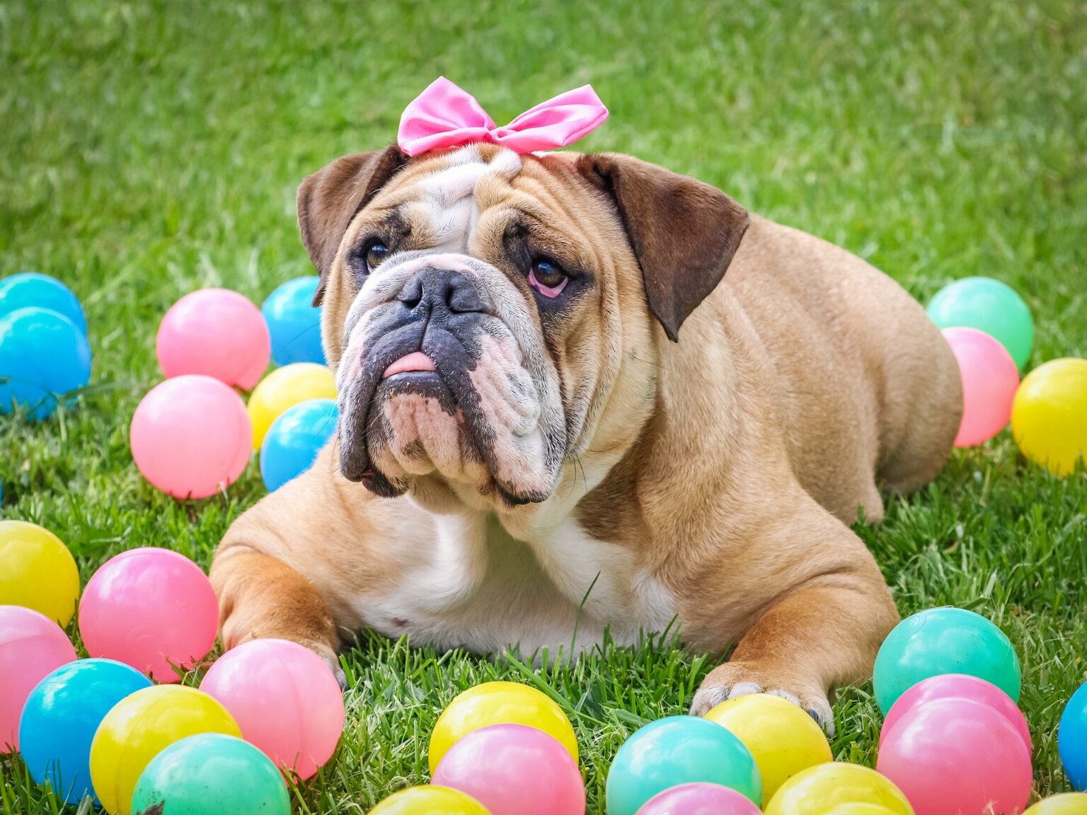 21 Ways to Celebrate Your Bulldog's Birthday