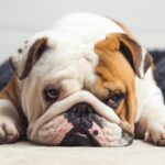 21 Ways to Turn Feeding Time into Enrichment for Bulldogs