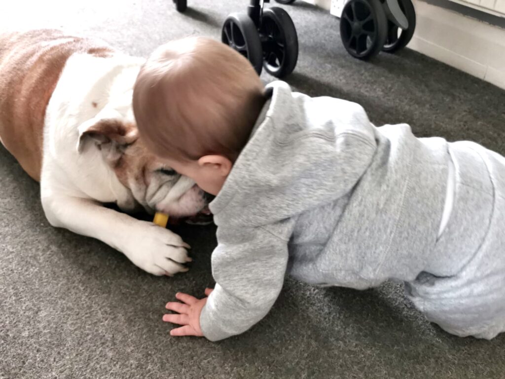 Are English bulldogs good with kids 1