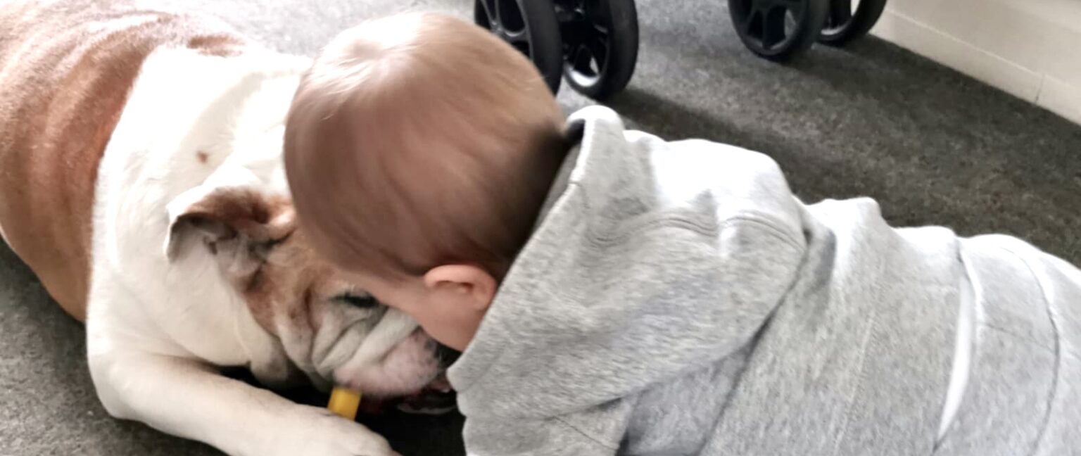Are English bulldogs good with kids 1