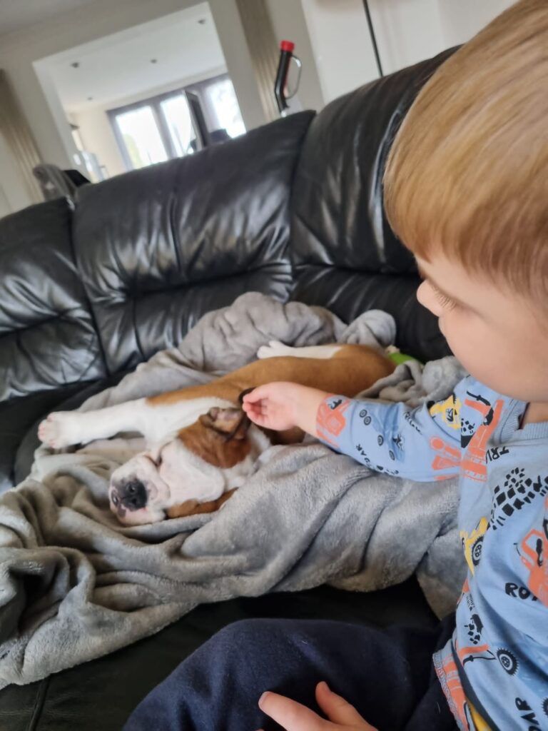 Are English bulldogs good with kids 2