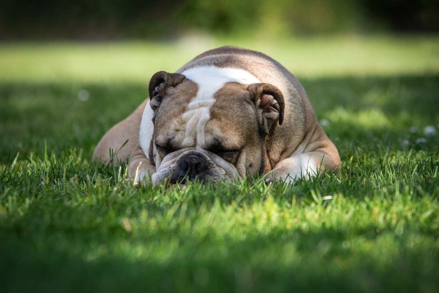 British Bulldogs and Heat