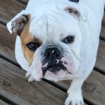 Can Bulldogs Eat Raw Chicken