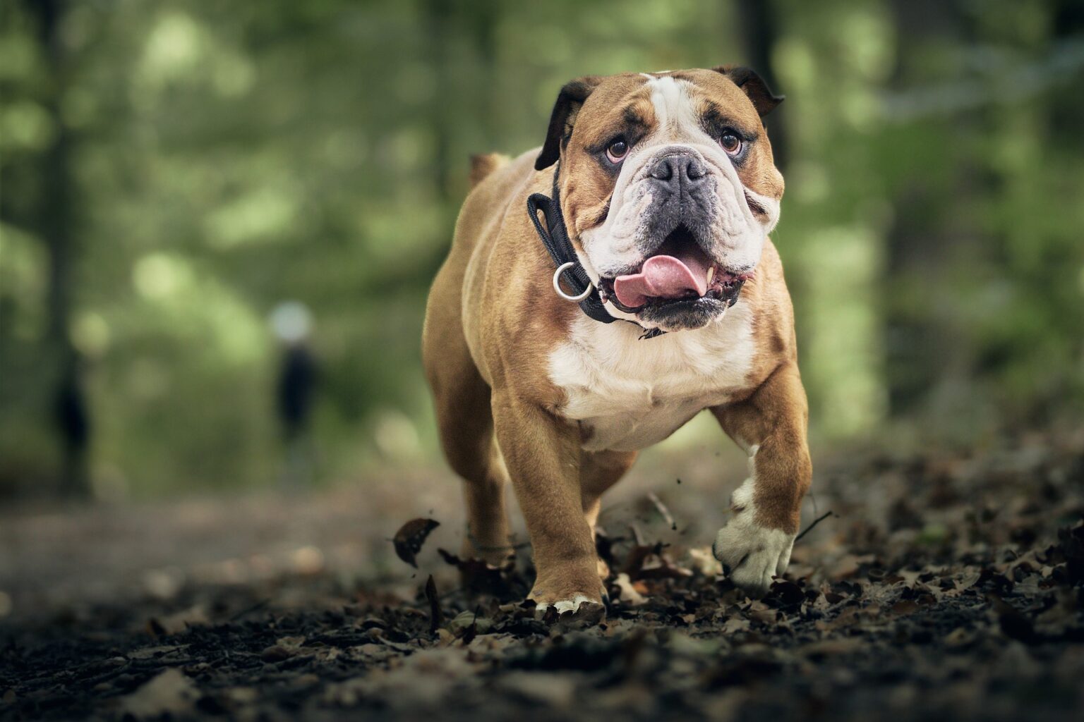 Can Bulldogs Get Lyme Disease in the UK