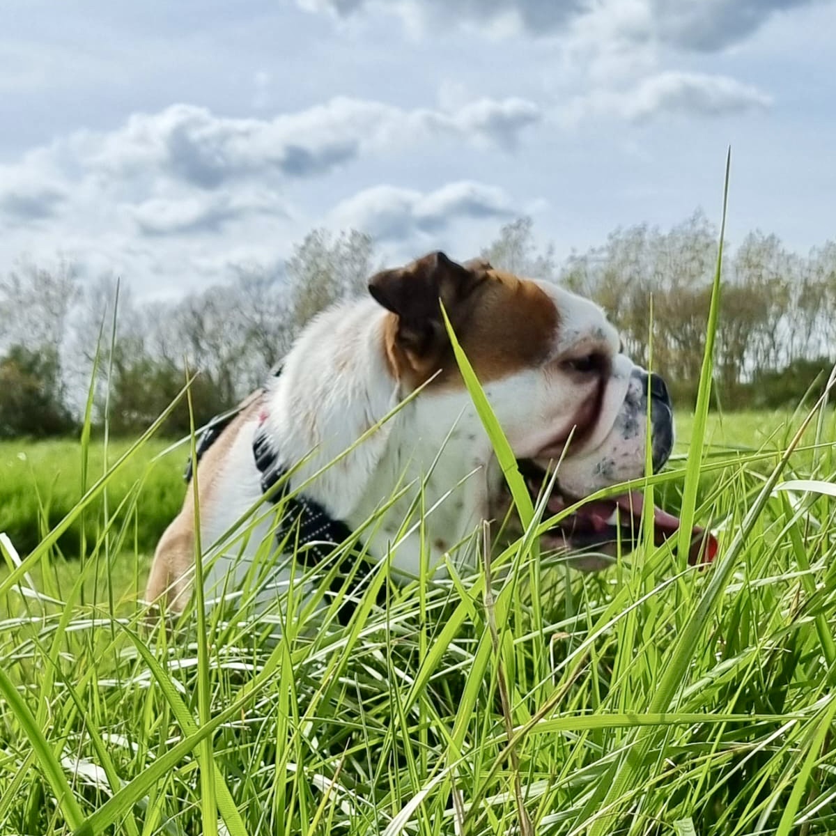 Frank the Bulldog Out and AboutFrank the Bulldog Out and About