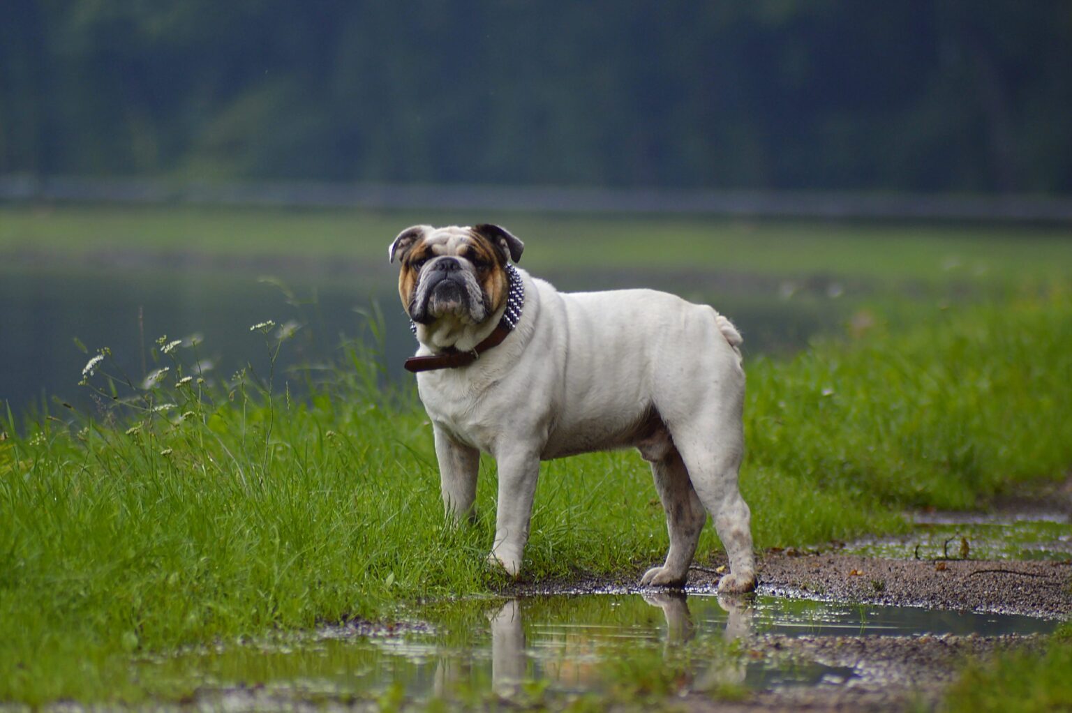 Paw Cleaners for Bulldogs