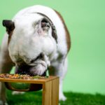 Why Can't Bulldogs Eat Chicken
