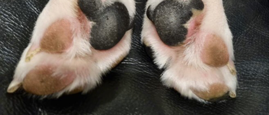 Interdigital Cysts in Bulldogs