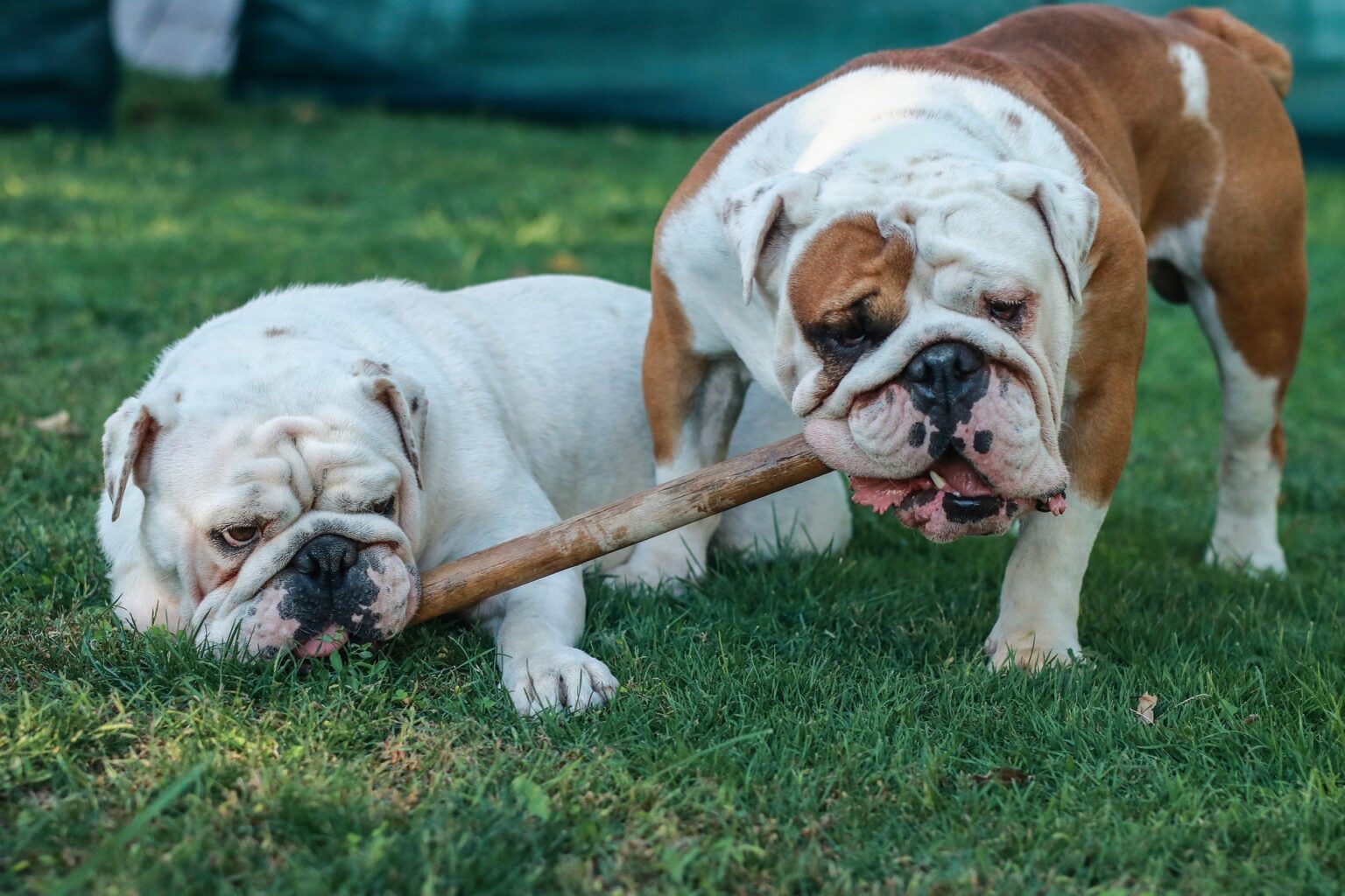 Should I Get a Male or Female English Bulldog