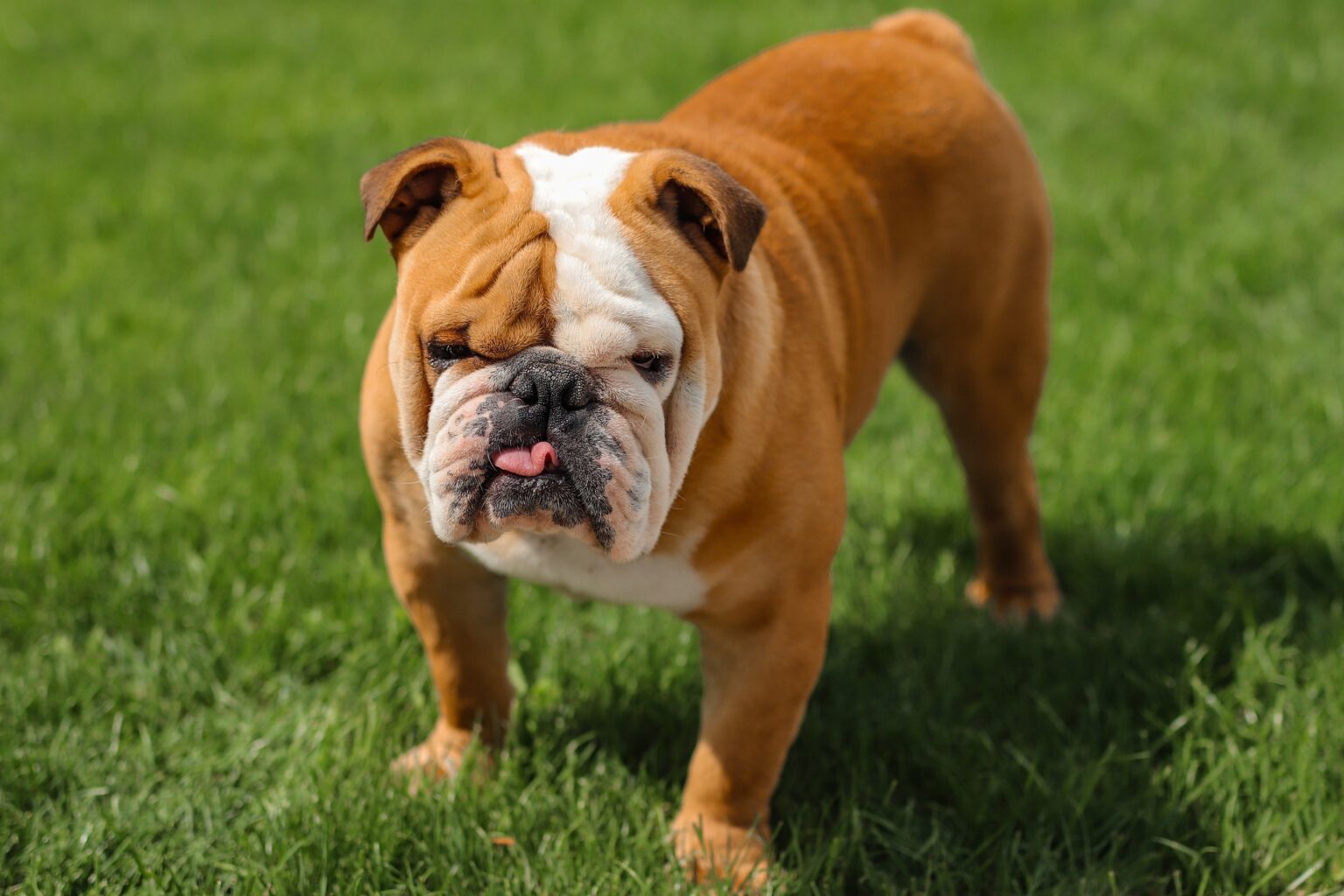 Top 10 Snuffle Mats for English Bulldogs