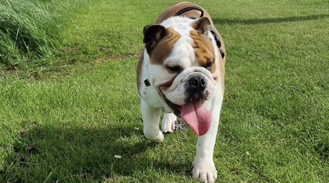 Are English Bulldogs High Energy?