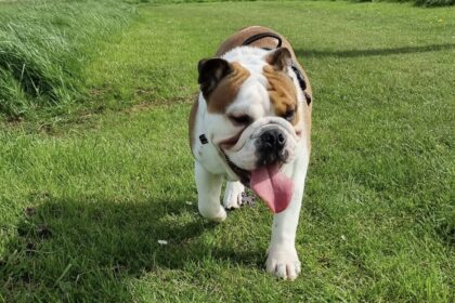 Are English Bulldogs High Energy?
