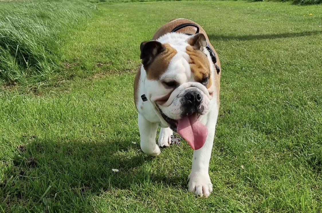 Are English Bulldogs High Energy?