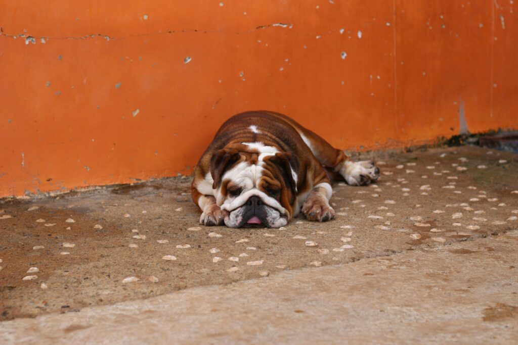 Bulldog Limping Bruising