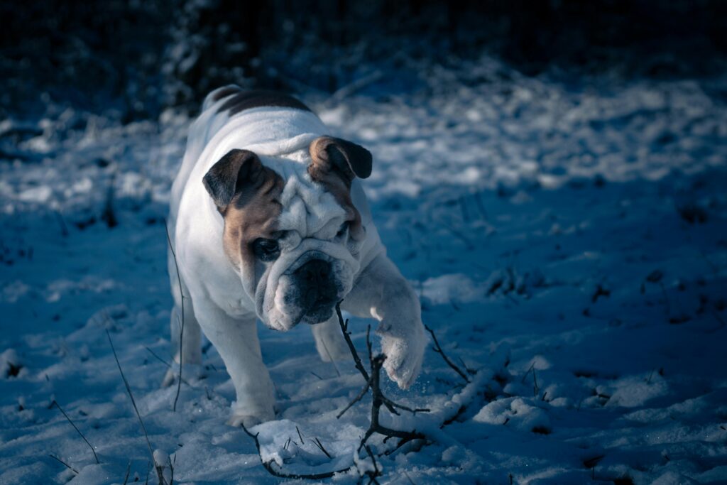 Bulldog Limping Frozen Paws
