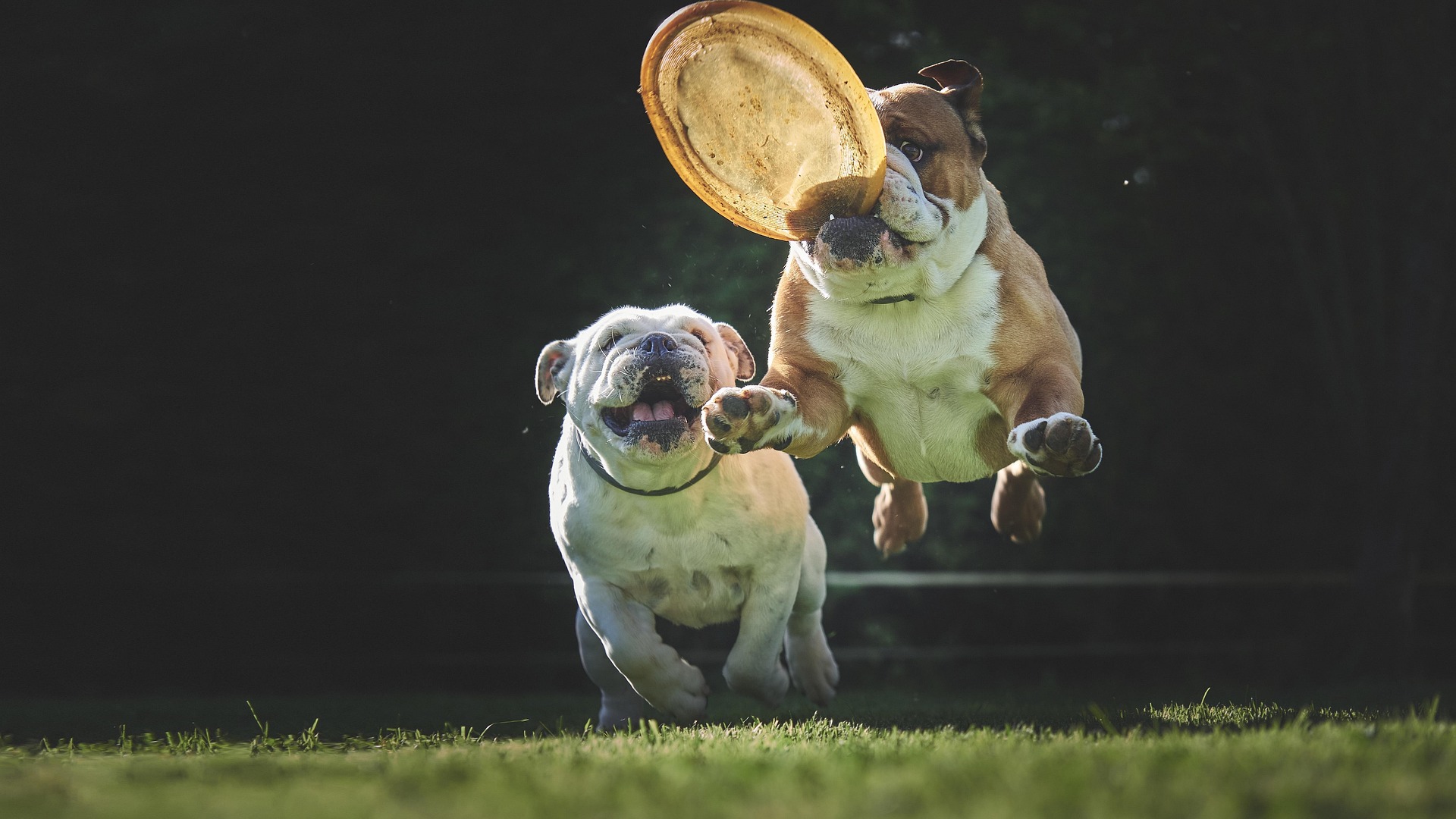 Bulldogs High Energy
