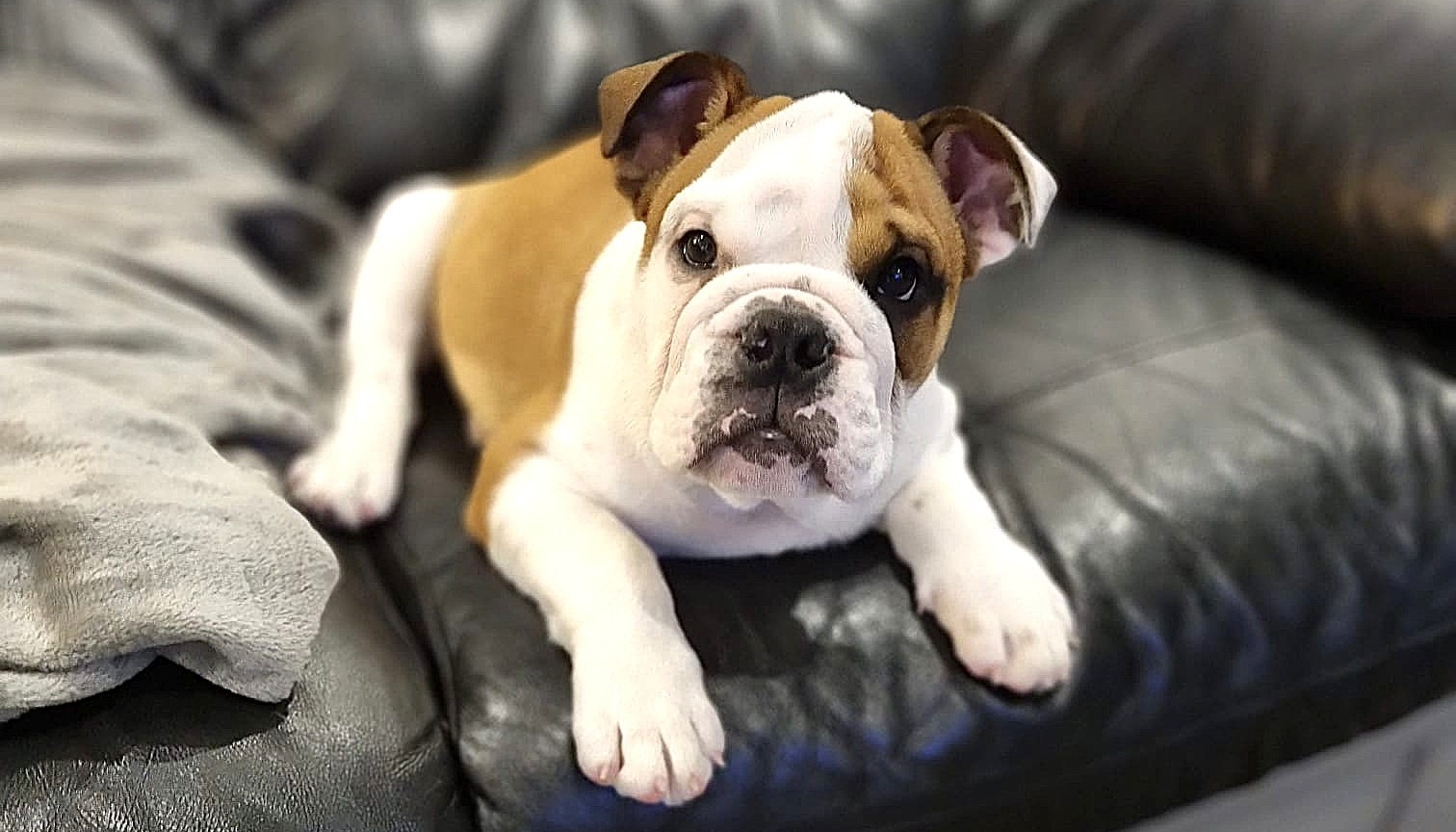 Bulldogs Hypoallergenic