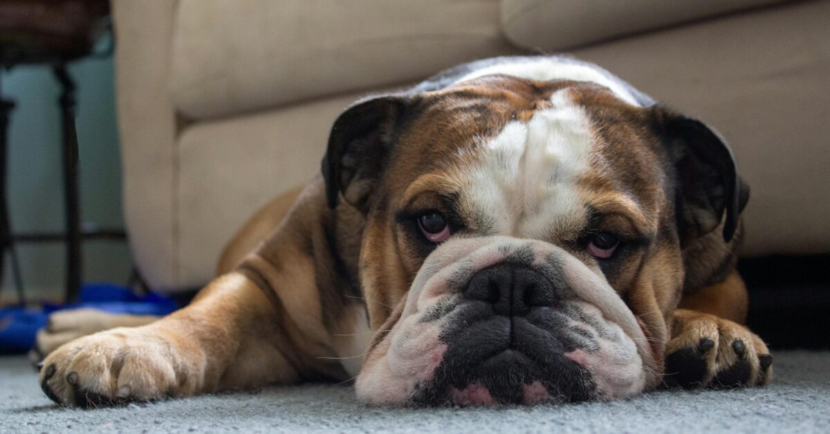 English Bulldogs Hypoallergenic
