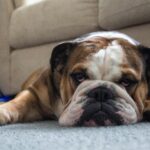 English Bulldogs Hypoallergenic