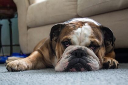English Bulldogs Hypoallergenic