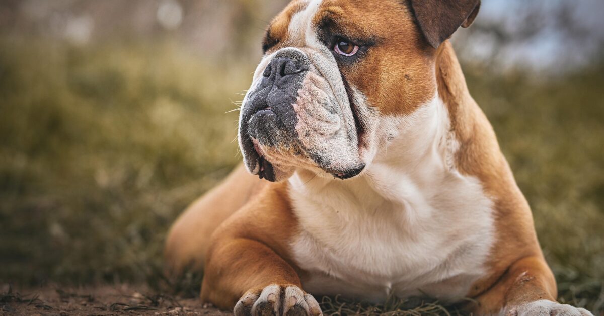 What Allergies Do English Bulldogs Have