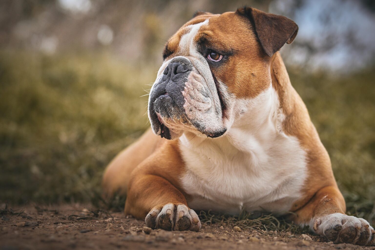 What Allergies Do English Bulldogs Have
