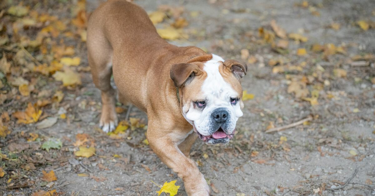 Why is My Bulldog Limping