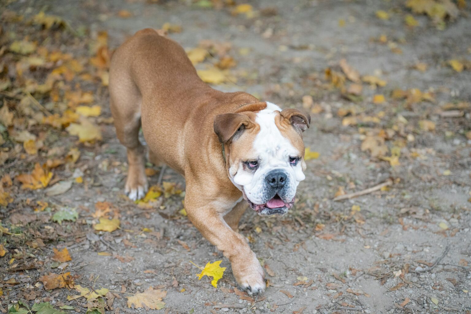 Why is My Bulldog Limping