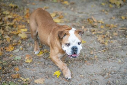 Why is My Bulldog Limping