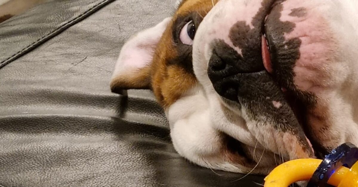 Enrichment for an English Bulldog