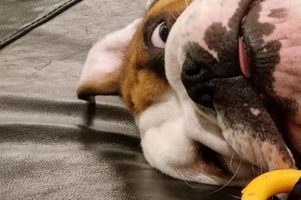 Enrichment for an English Bulldog