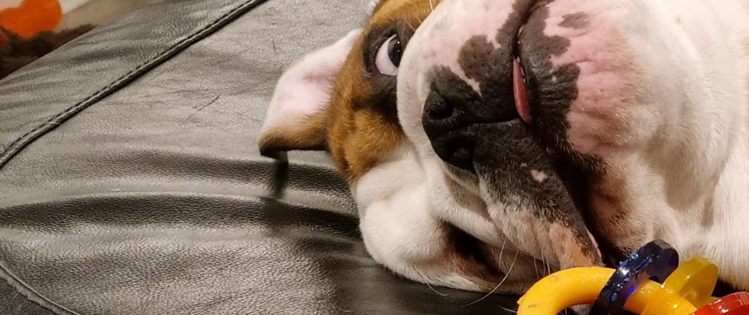 Enrichment for an English Bulldog