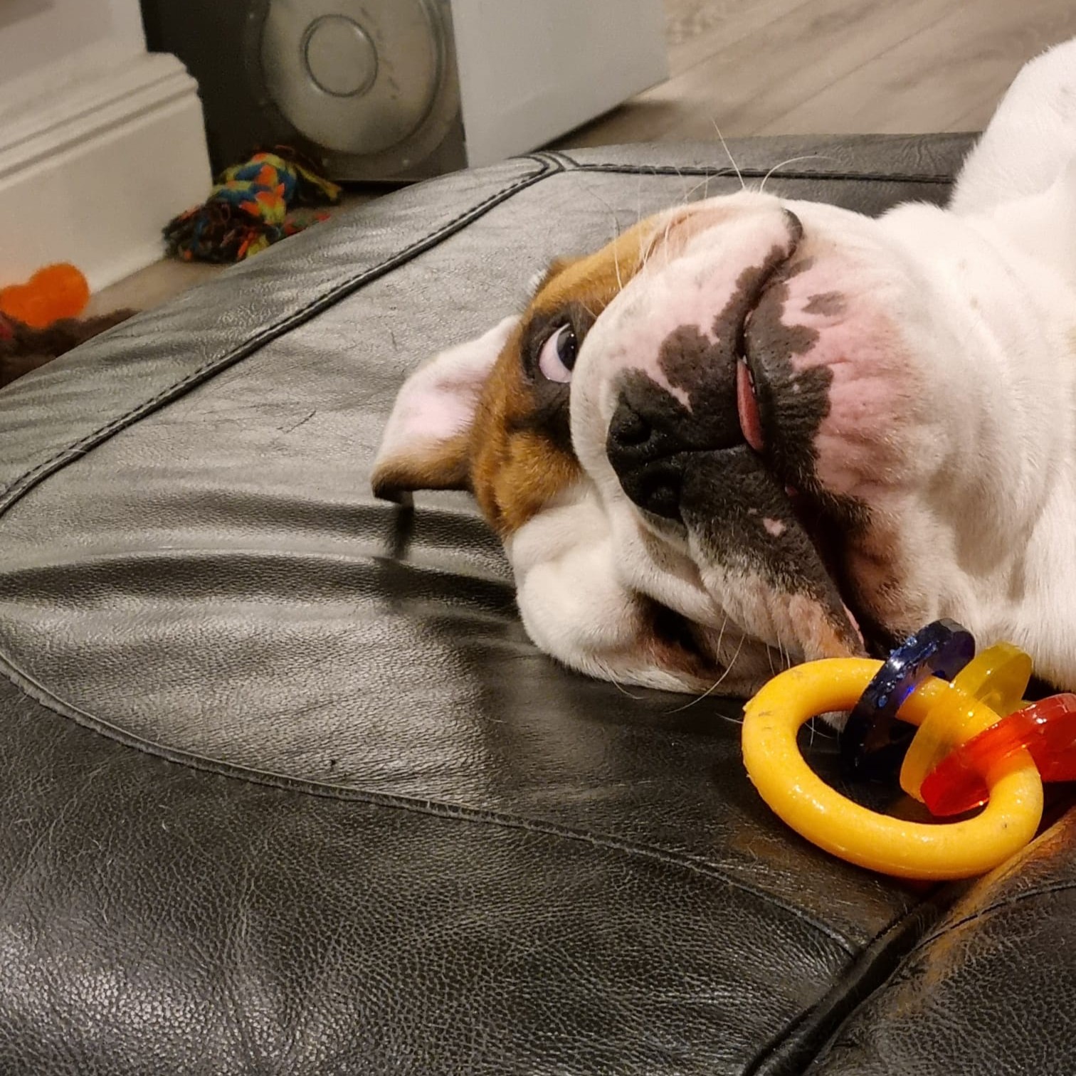 How much enrichment is too much for an English bulldog
