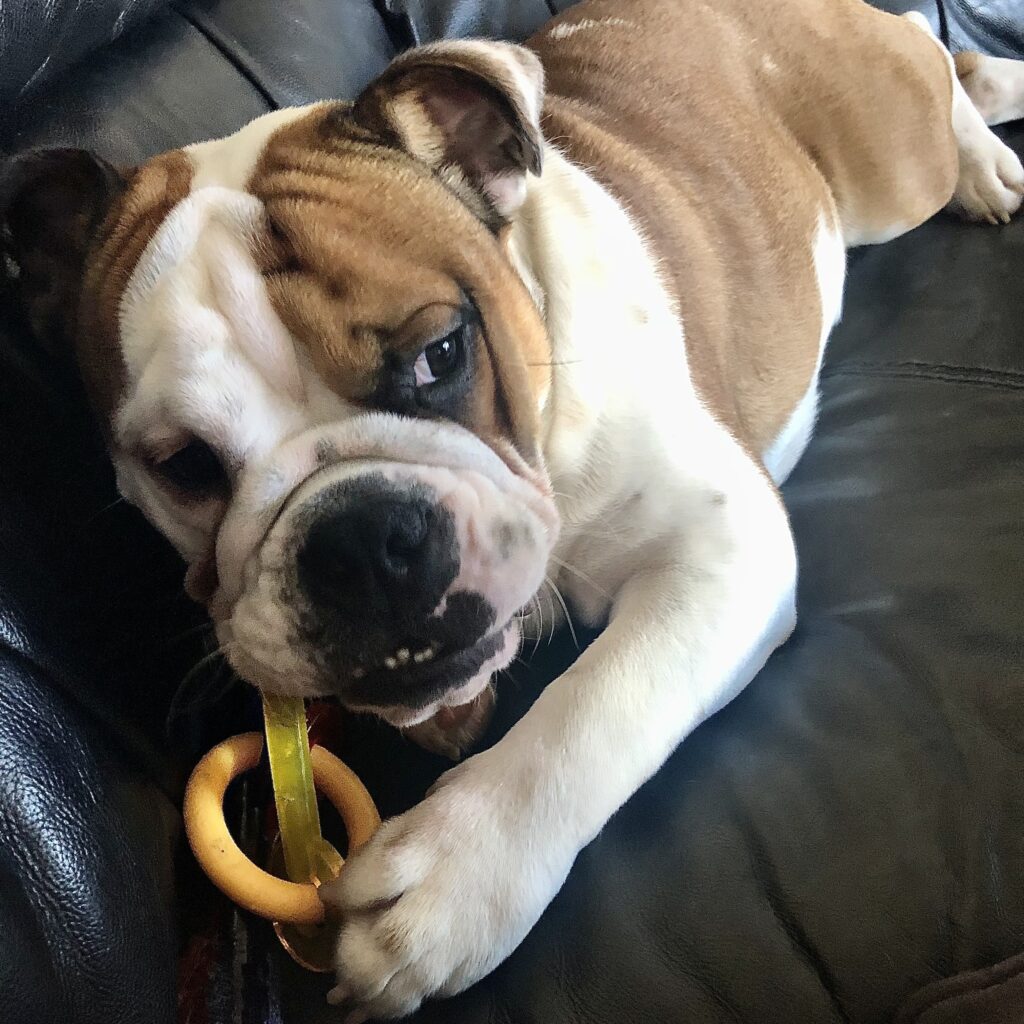 Too Much Enrichment for an English Bulldog