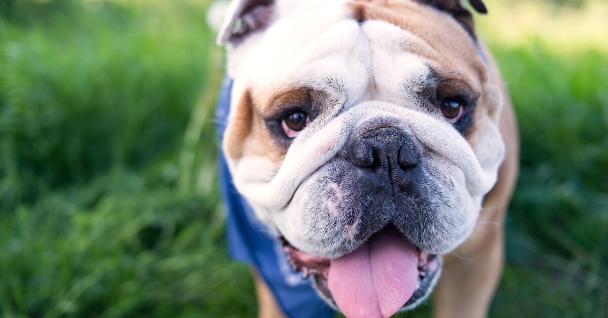 Top 10 Cooling Vests for Bulldogs