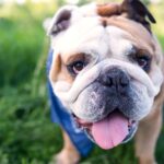 Top 10 Cooling Vests for Bulldogs