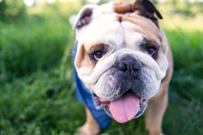 Top 10 Cooling Vests for Bulldogs