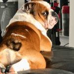101 Tips to Make Training Bulldogs a Breeze