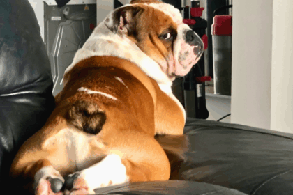 101 Tips to Make Training Bulldogs a Breeze