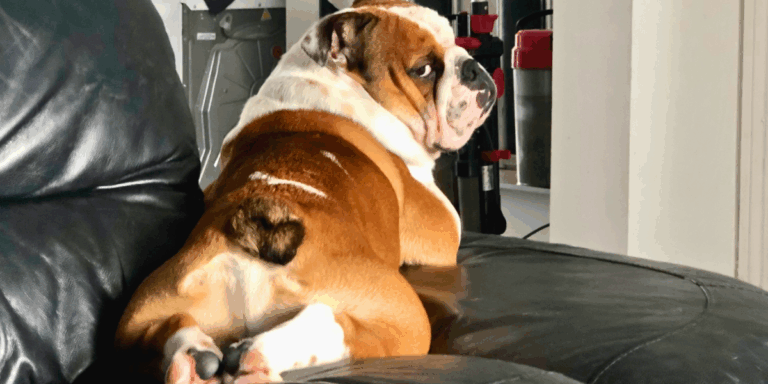 101 Tips to Make Training Bulldogs a Breeze