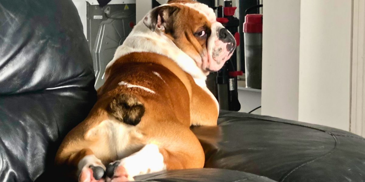 101 Tips to Make Training Bulldogs a Breeze