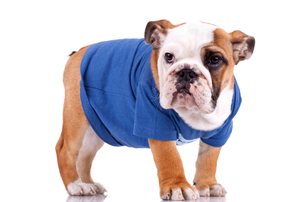 Bulldog Ice Cubes Puppy