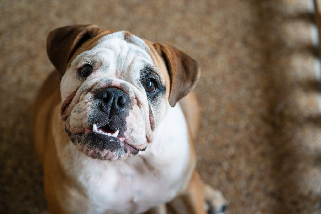 Can I Give My Bulldog Ice Cubes