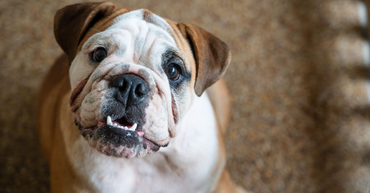 Can I Give My Bulldog Ice Cubes