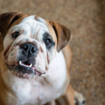 Can I Give My Bulldog Ice Cubes