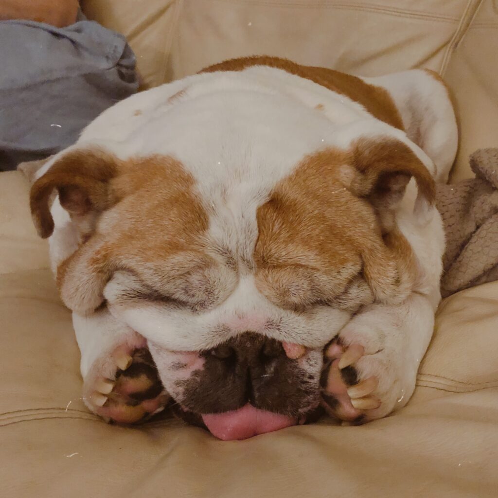 English Bulldog Hiding Paws