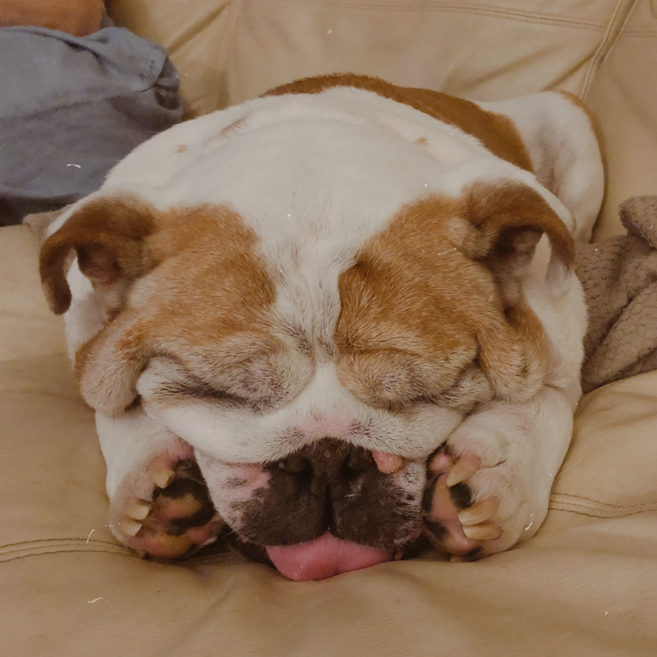 English Bulldog Hiding Paws