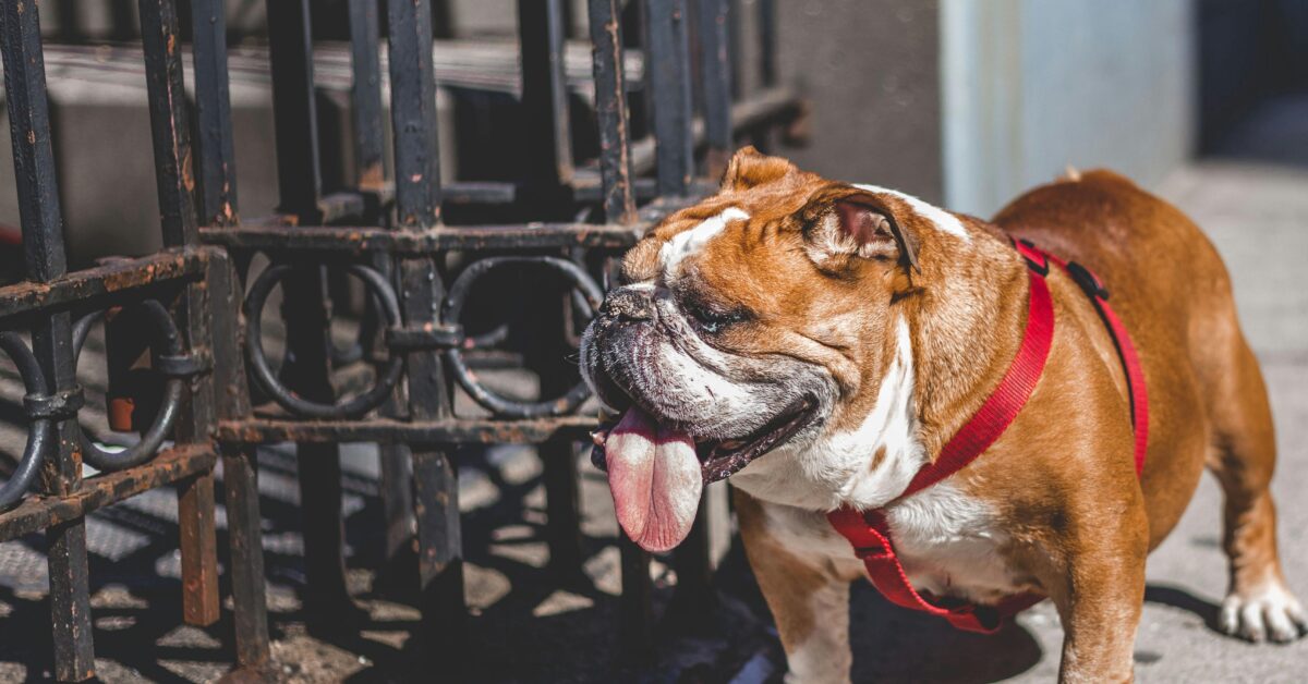 English Bulldog Overheats