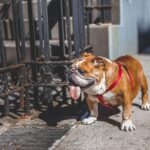 English Bulldog Overheats